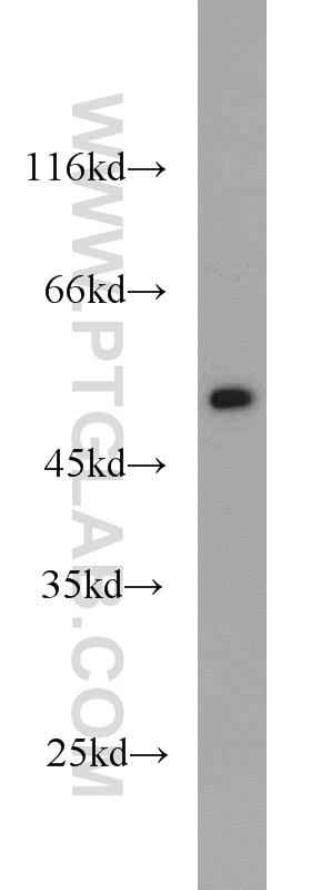 FAF2 Polyclonal antibody