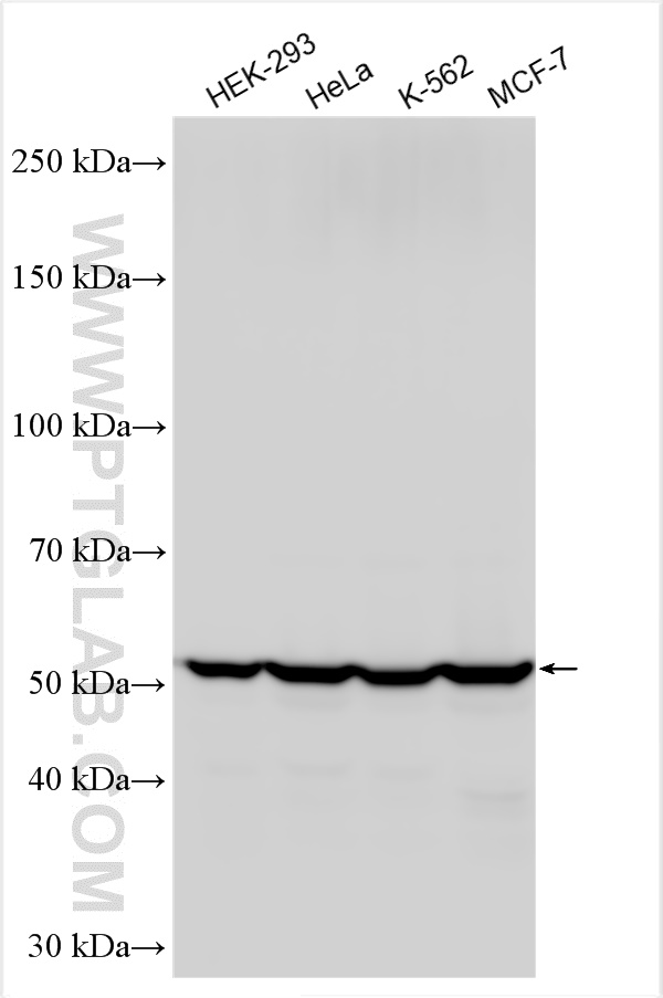 WB analysis using 30761-1-AP