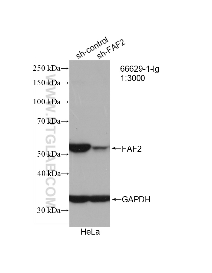 WB analysis of HeLa using 66629-1-Ig