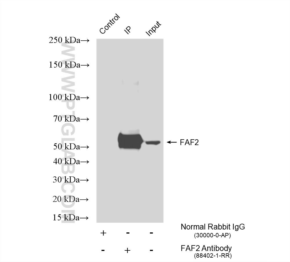 IP experiment of HeLa using 88402-1-RR