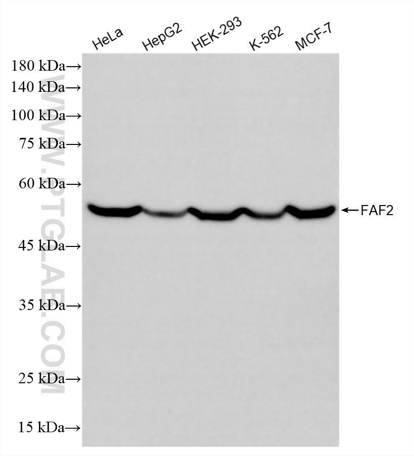 WB analysis using 88402-1-RR