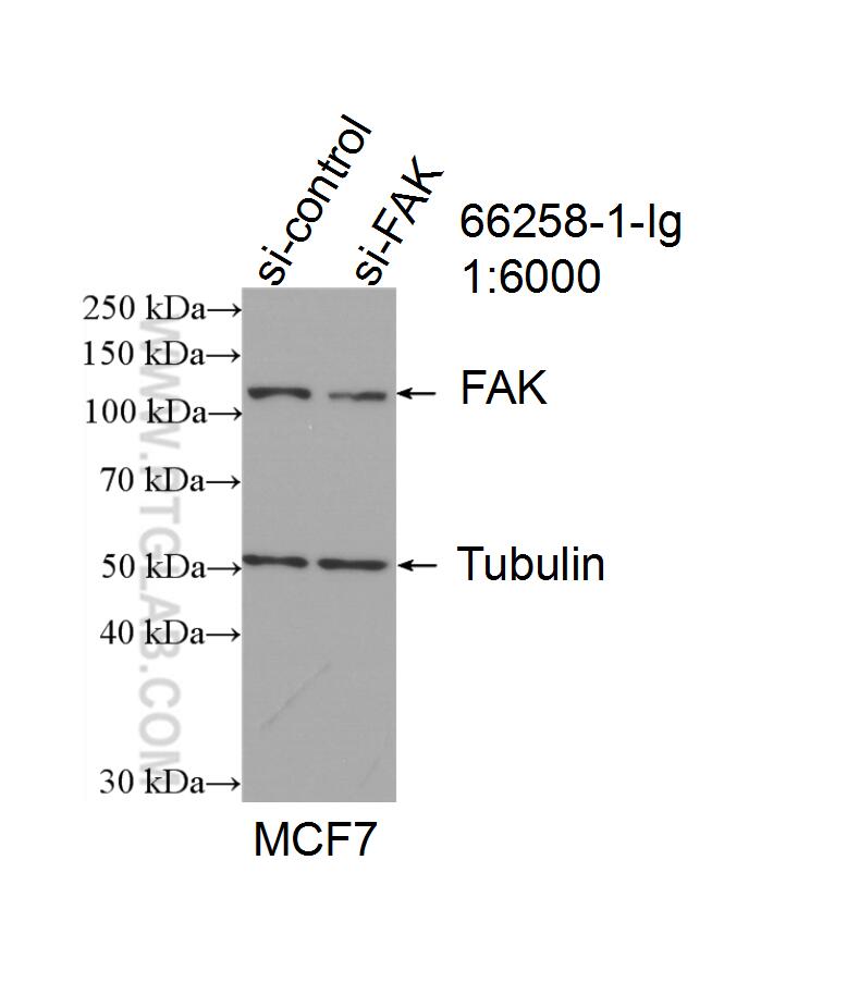 WB analysis of MCF-7 using 66258-1-Ig