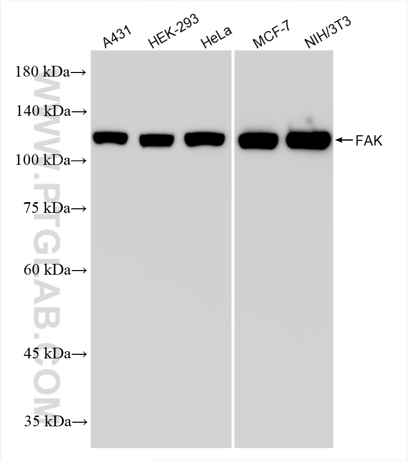 WB analysis using 81334-5-RR