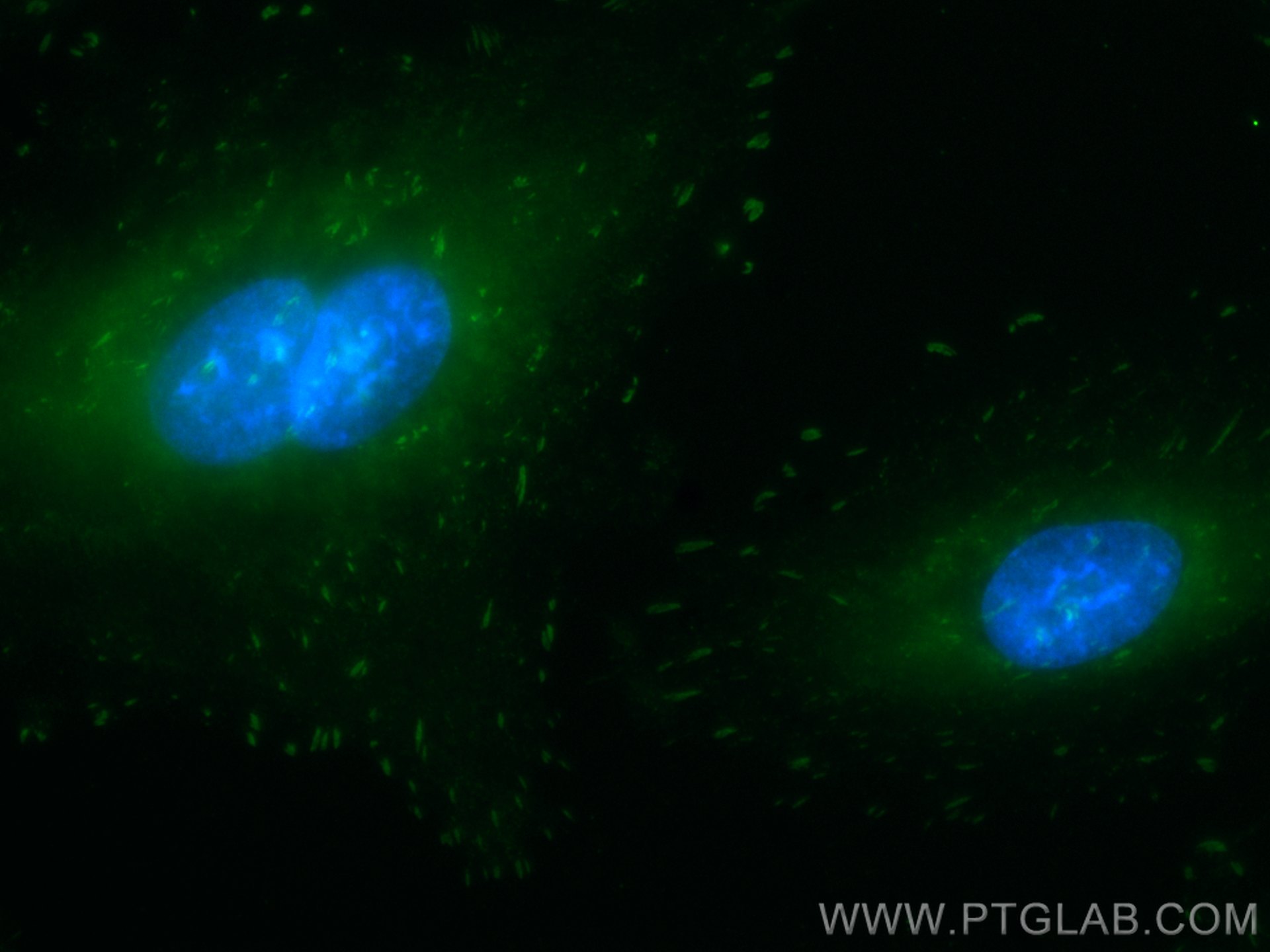 IF Staining of A549 using CL488-66258