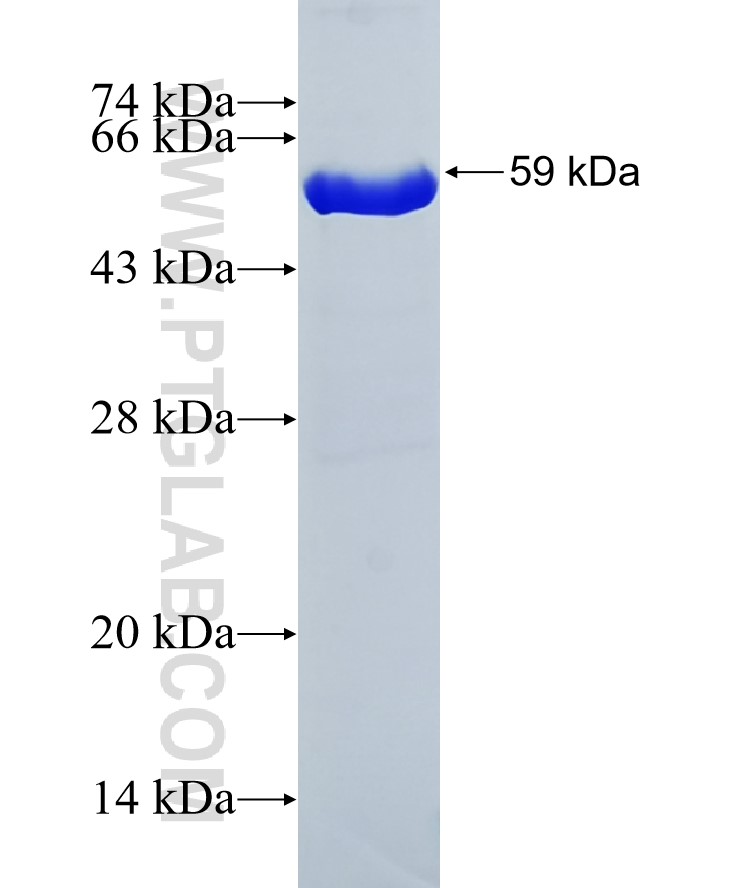 FAK fusion protein Ag3331 SDS-PAGE