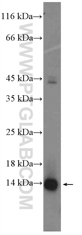 WB analysis of A549 using 19422-1-AP