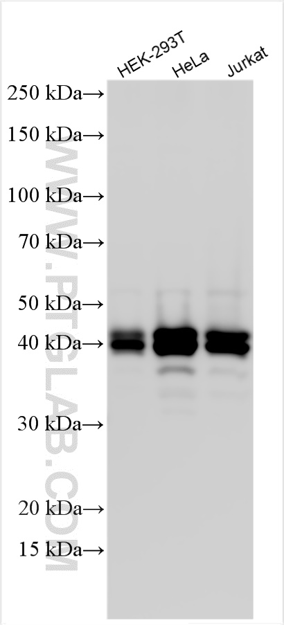 WB analysis using 27392-1-AP