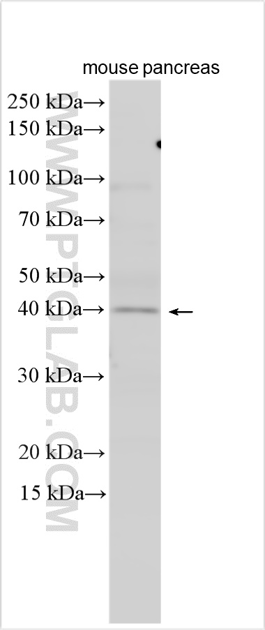 WB analysis using 20527-1-AP