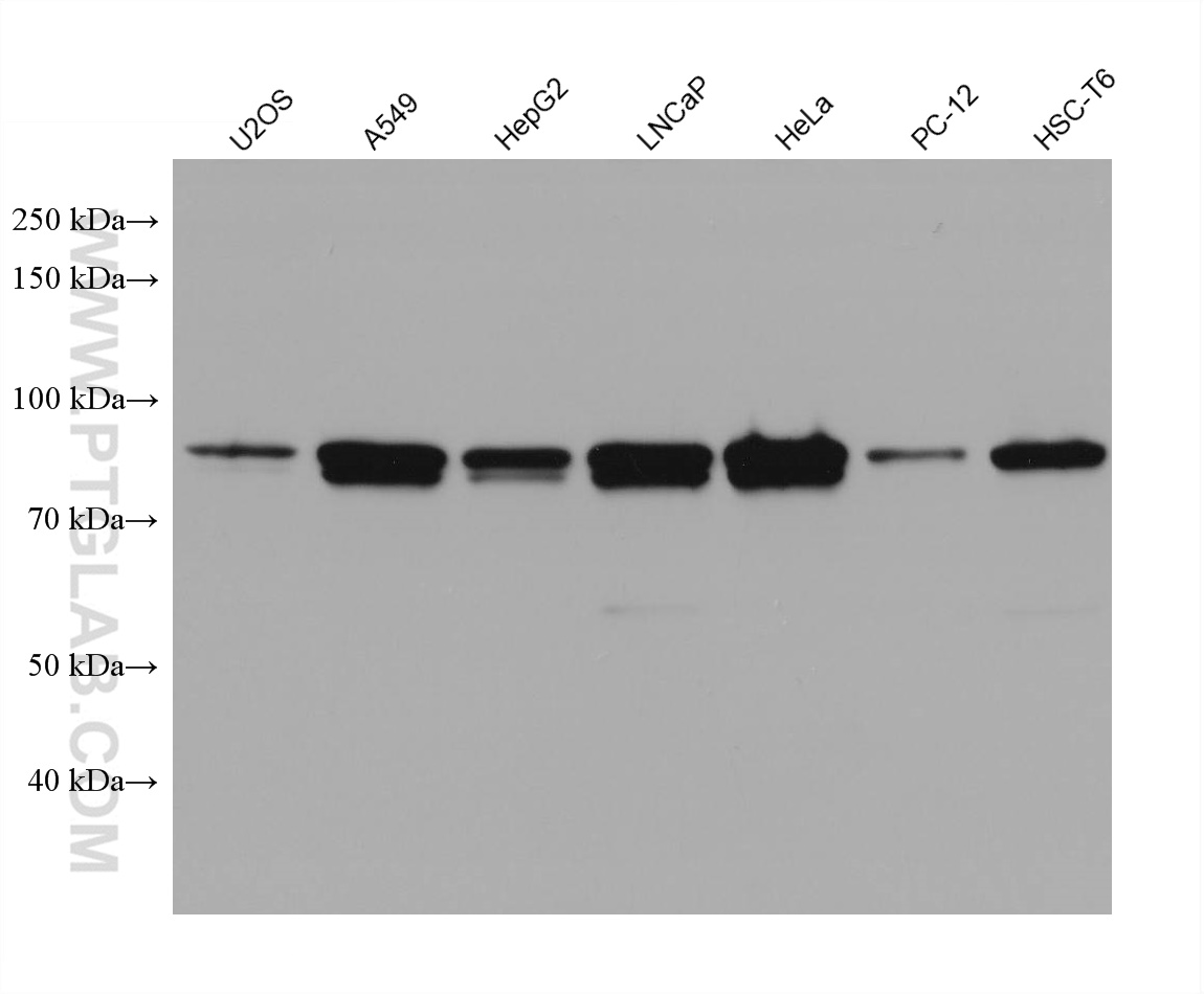 WB analysis using 67926-1-Ig