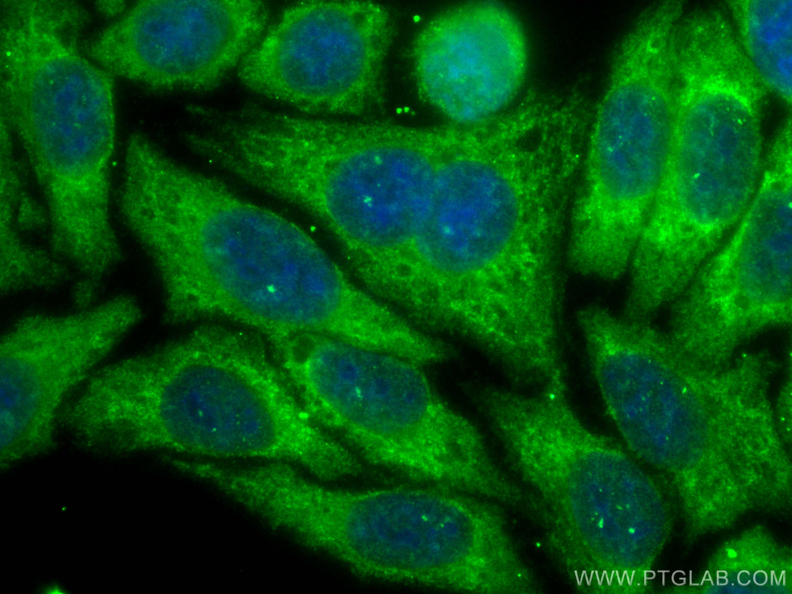 IF Staining of HepG2 using CL488-67926