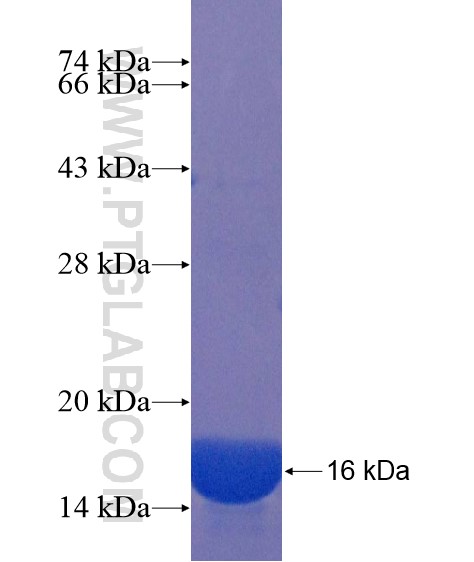 FAM116A fusion protein Ag22006 SDS-PAGE