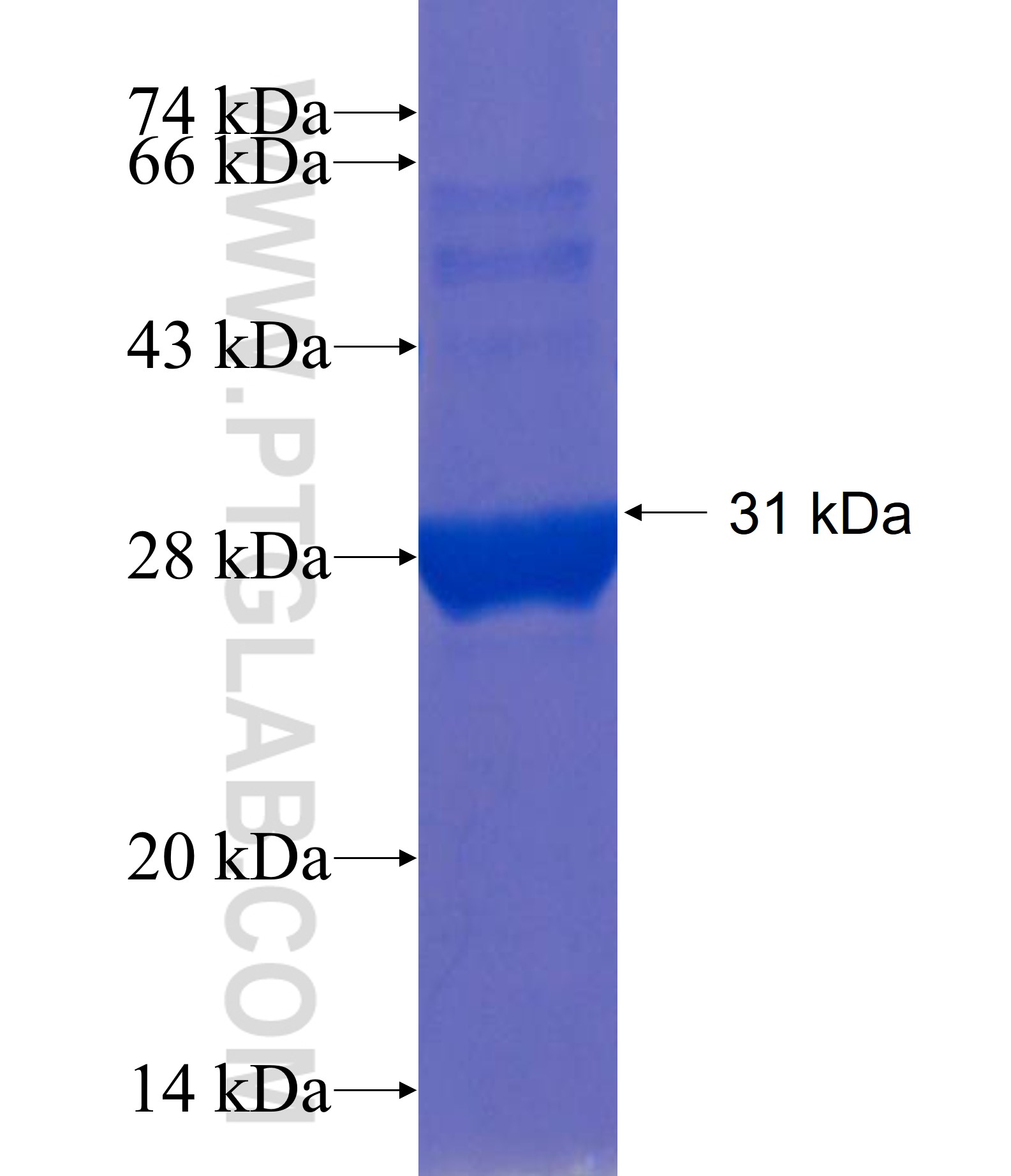 FAM116B fusion protein Ag22053 SDS-PAGE