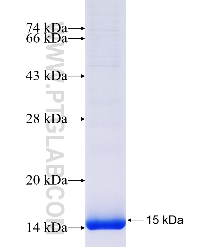 FAM119B fusion protein Ag40816 SDS-PAGE