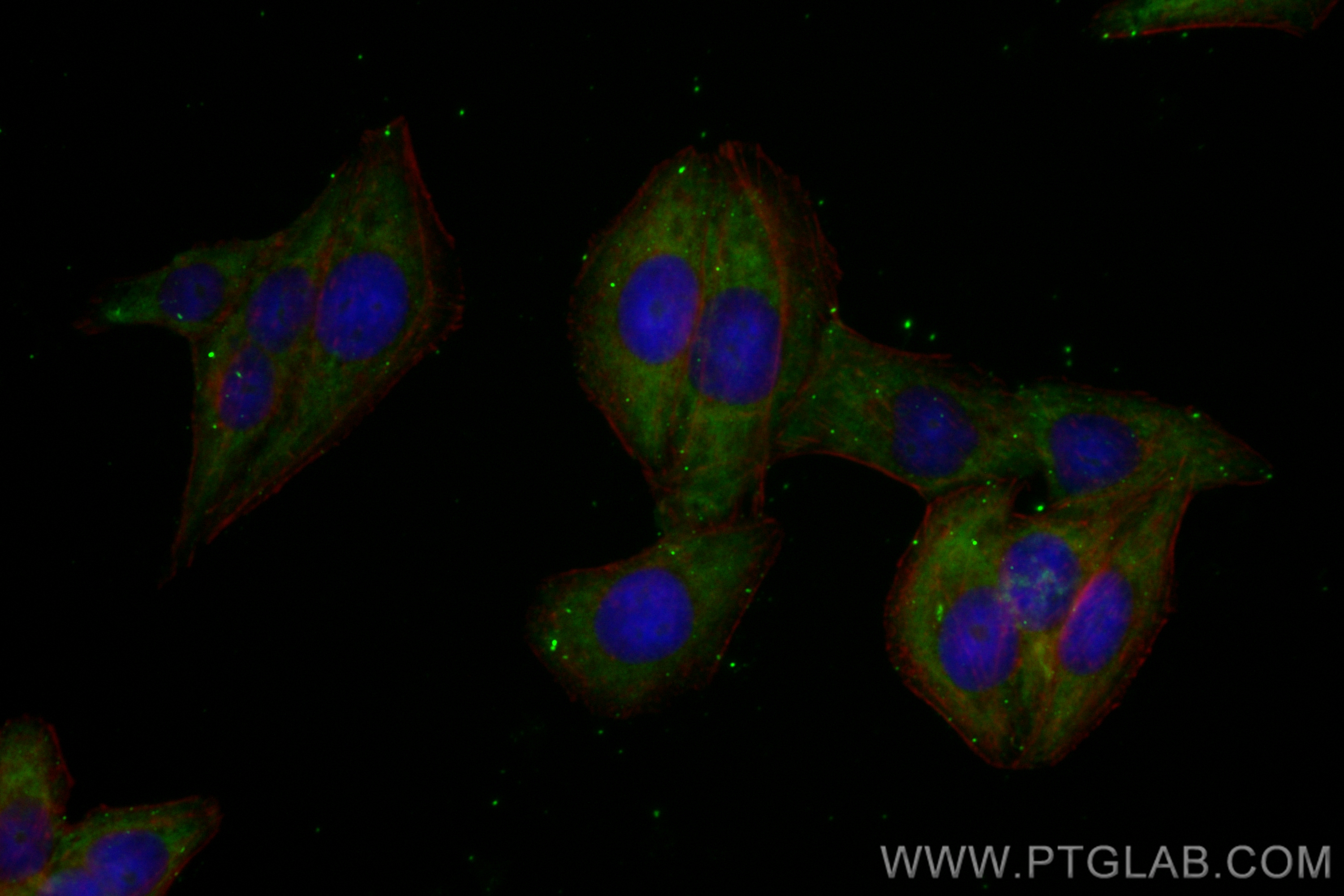 IF Staining of HepG2 using CL488-83862-2