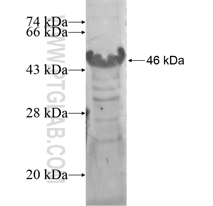 FAM131C fusion protein Ag15450 SDS-PAGE FAM131C fusion protein Ag15450 SDS-PAGE