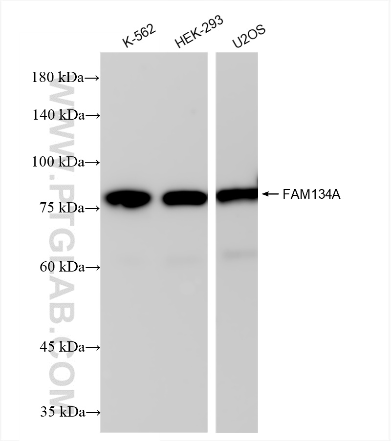 WB analysis using 85791-4-RR (same clone as 85791-4-PBS)