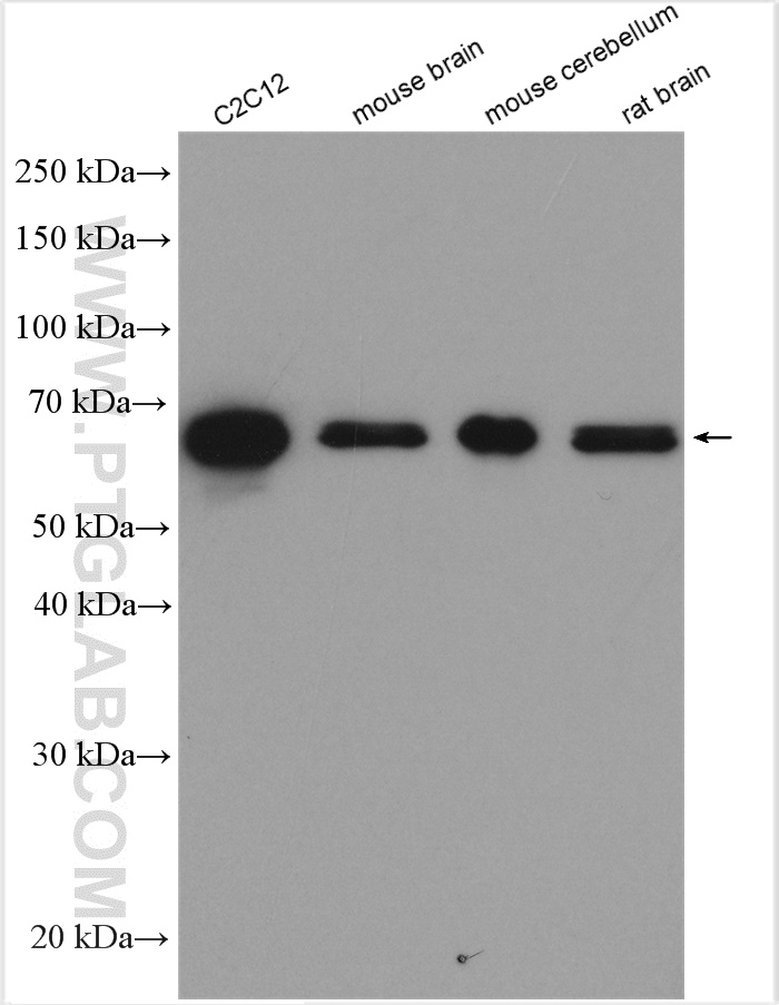 WB analysis using 21537-1-AP