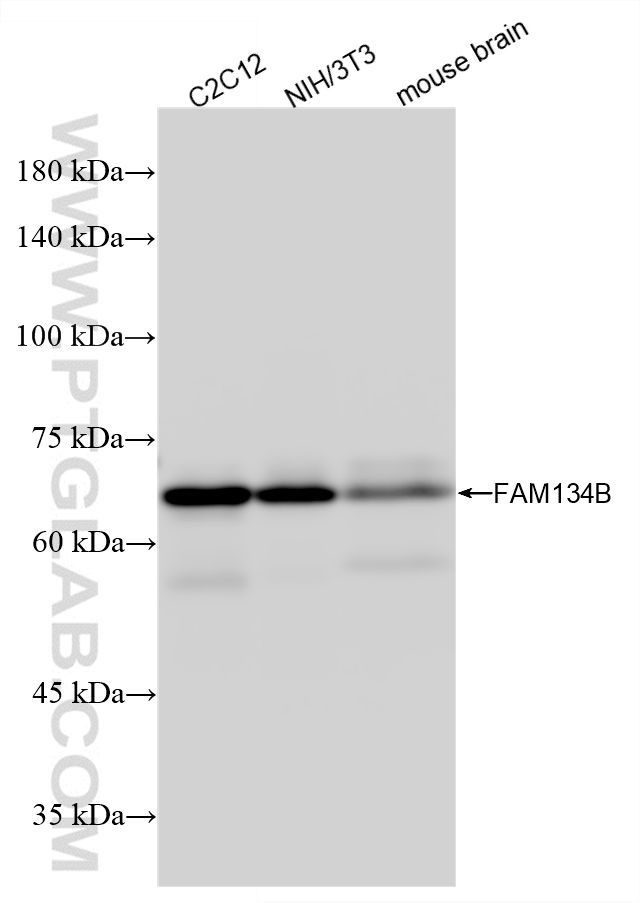 WB analysis using 84773-3-RR (same clone as 84773-3-PBS)