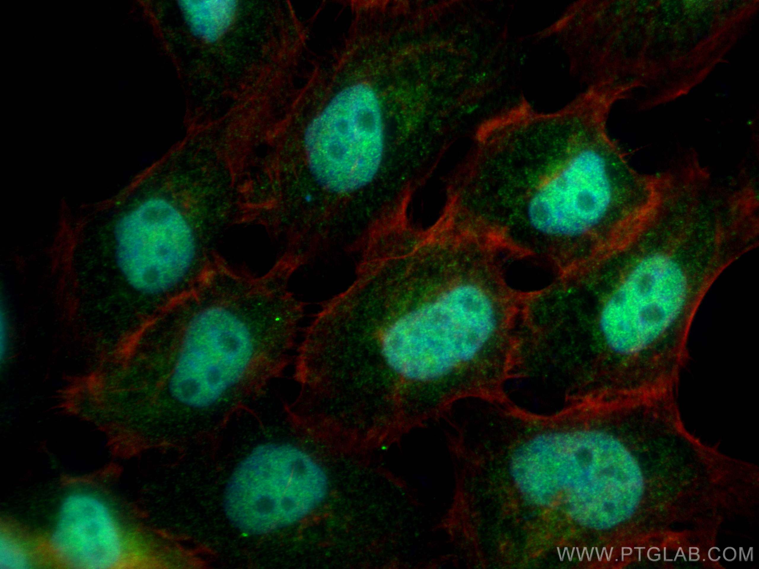 IF Staining of A431 using 25718-1-AP