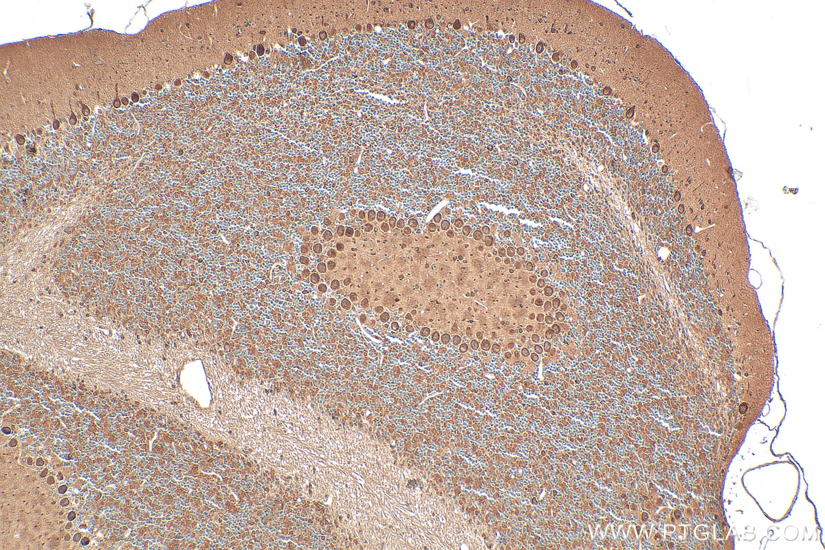 IHC staining of mouse cerebellum using 25718-1-AP
