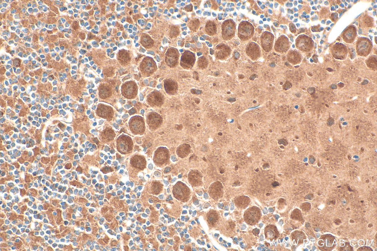 IHC staining of mouse cerebellum using 25718-1-AP