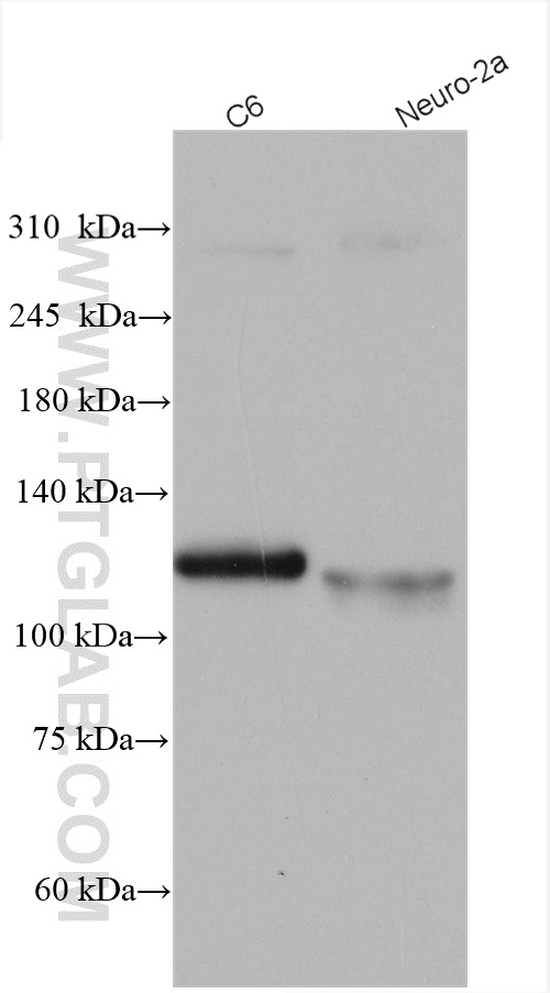 WB analysis using 28061-1-AP