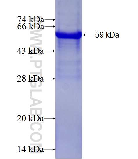 FAM135B fusion protein Ag27897 SDS-PAGE