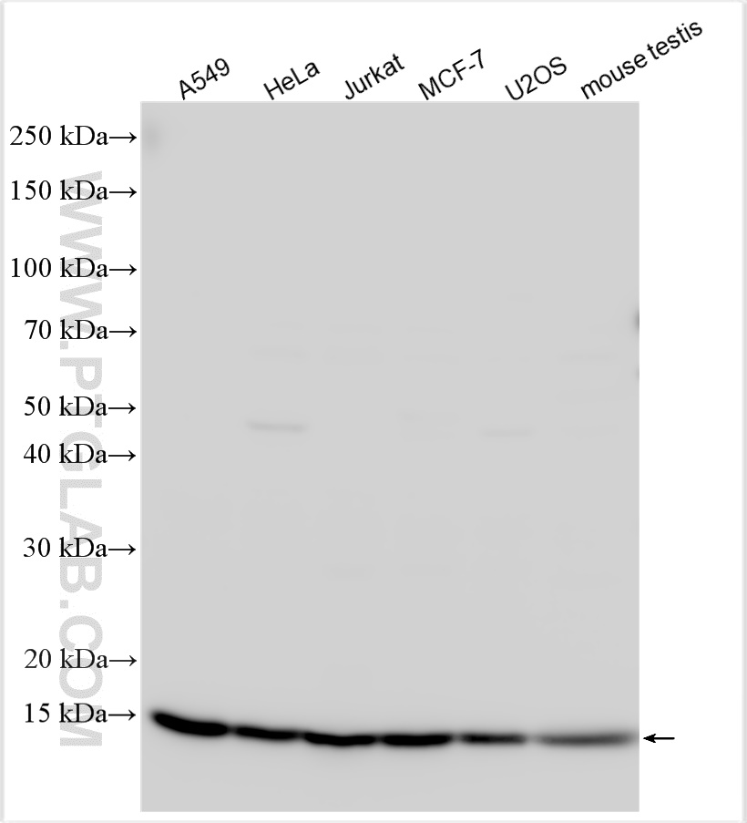 WB analysis using 30845-1-AP