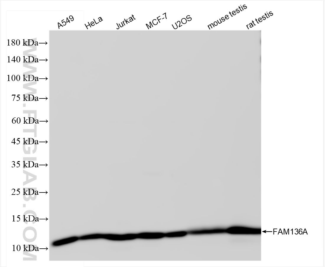WB analysis using 84150-2-RR (same clone as 84150-2-PBS)