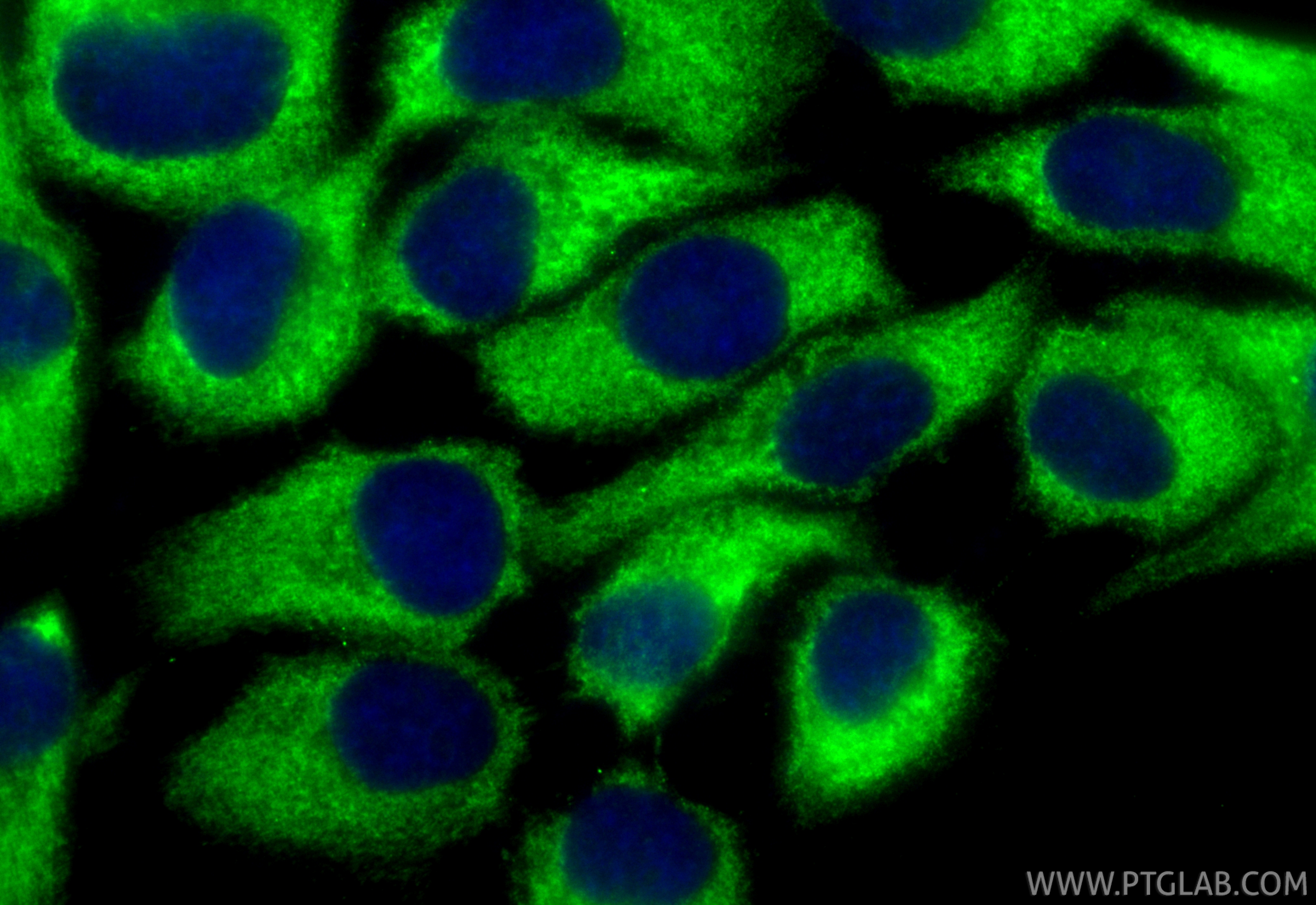 Immunofluorescent analysis of (-20°C Methanol) fixed A431 cells using CoraLite® Plus 488 FAM13A antibody (CL488-85092, Clone: 242285A8 ) at dilution of 1:200. IF Staining of A431 using CL488-85092