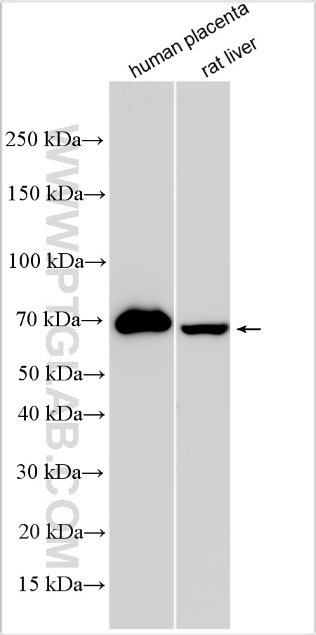 WB analysis using 32256-1-AP