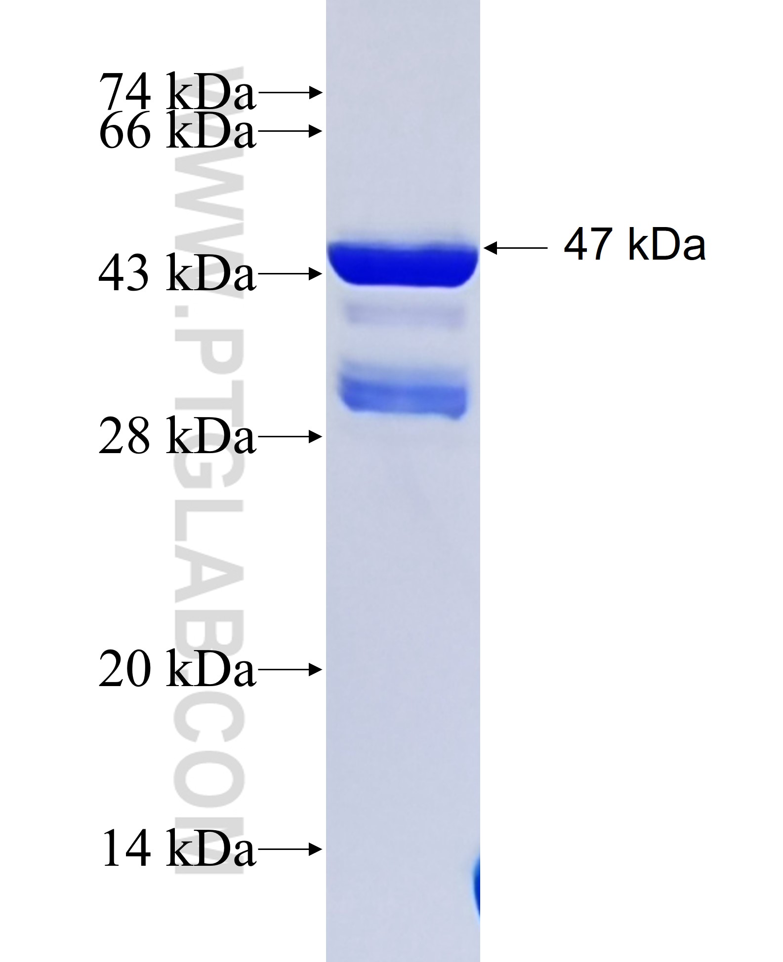 FAM161A fusion protein Ag35562 SDS-PAGE