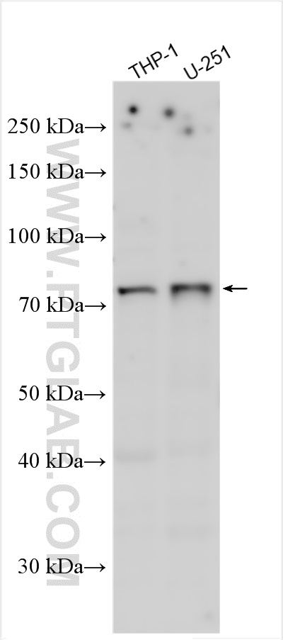 WB analysis using 26492-1-AP