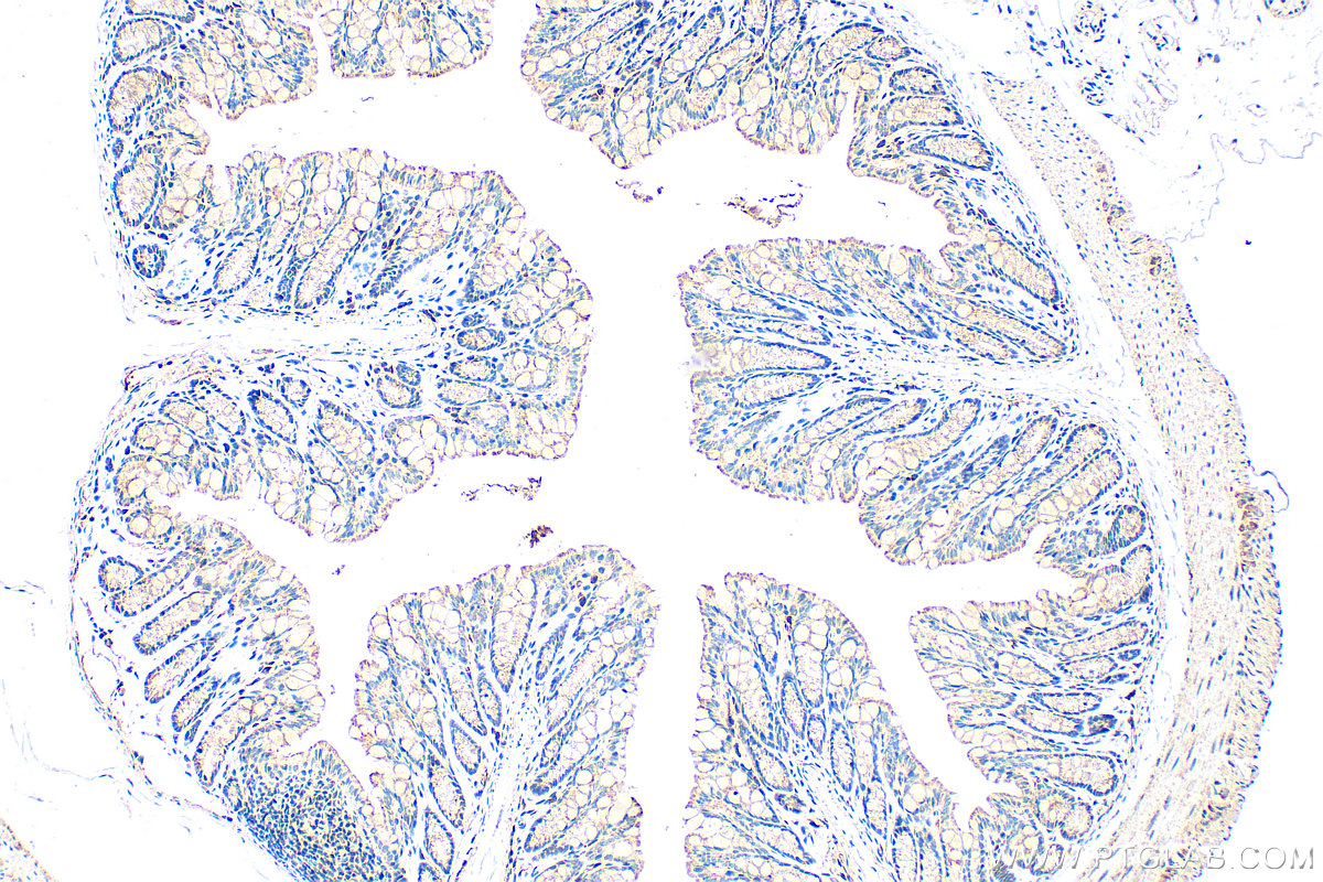 Immunohistochemical analysis of paraffin-embedded mouse colon tissue slide using 32034-1-AP (FAM162A antibody) at dilution of 1:400 (under 10x lens). Heat mediated antigen retrieval with Tris-EDTA buffer (pH 9.0). IHC staining of mouse colon using 32034-1-AP