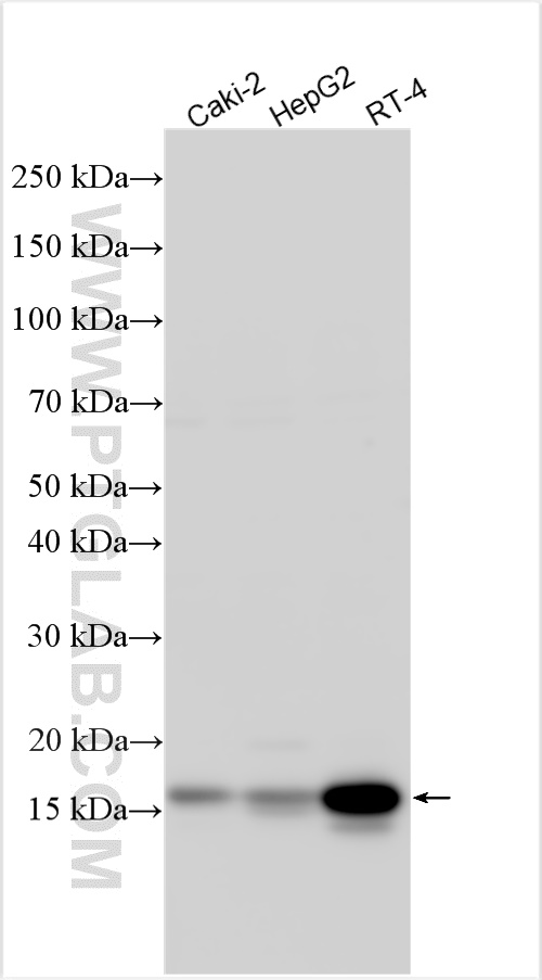 WB analysis using 32034-1-AP