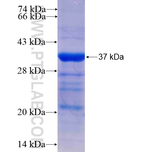 FAM164C fusion protein Ag14780 SDS-PAGE