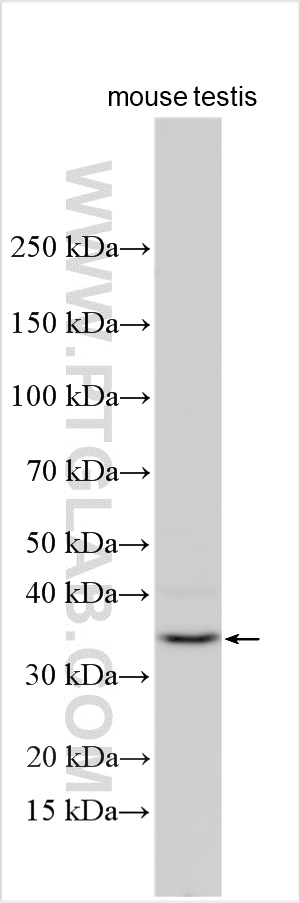 WB analysis using 33044-1-AP