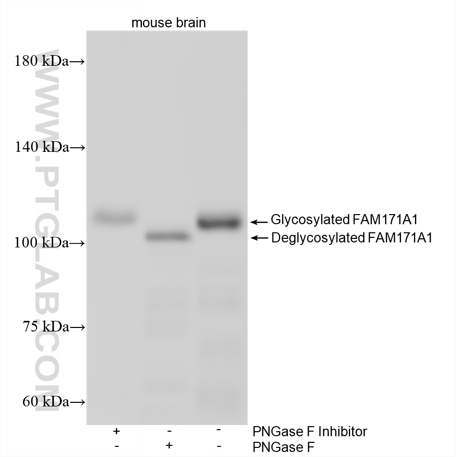WB analysis of mouse brain using 87948-1-RR