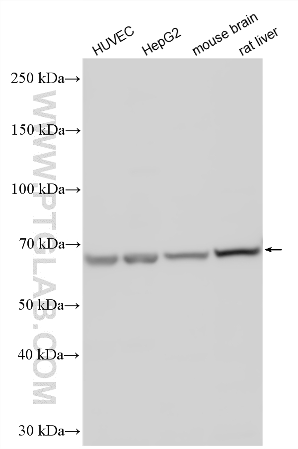 WB analysis using 20836-1-AP