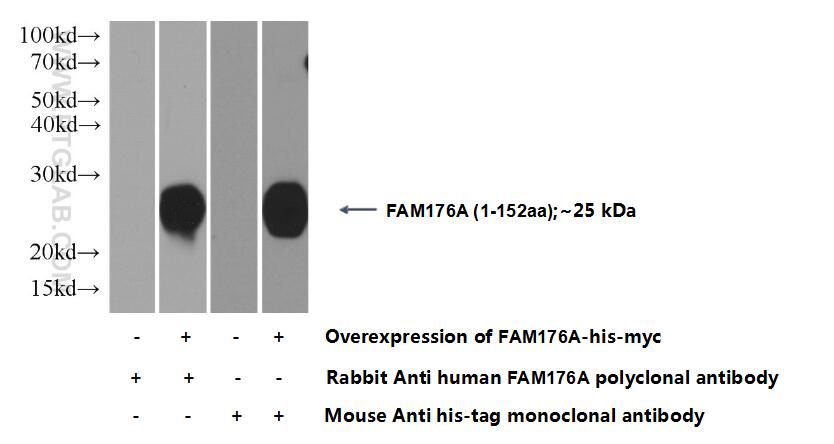 FAM176A