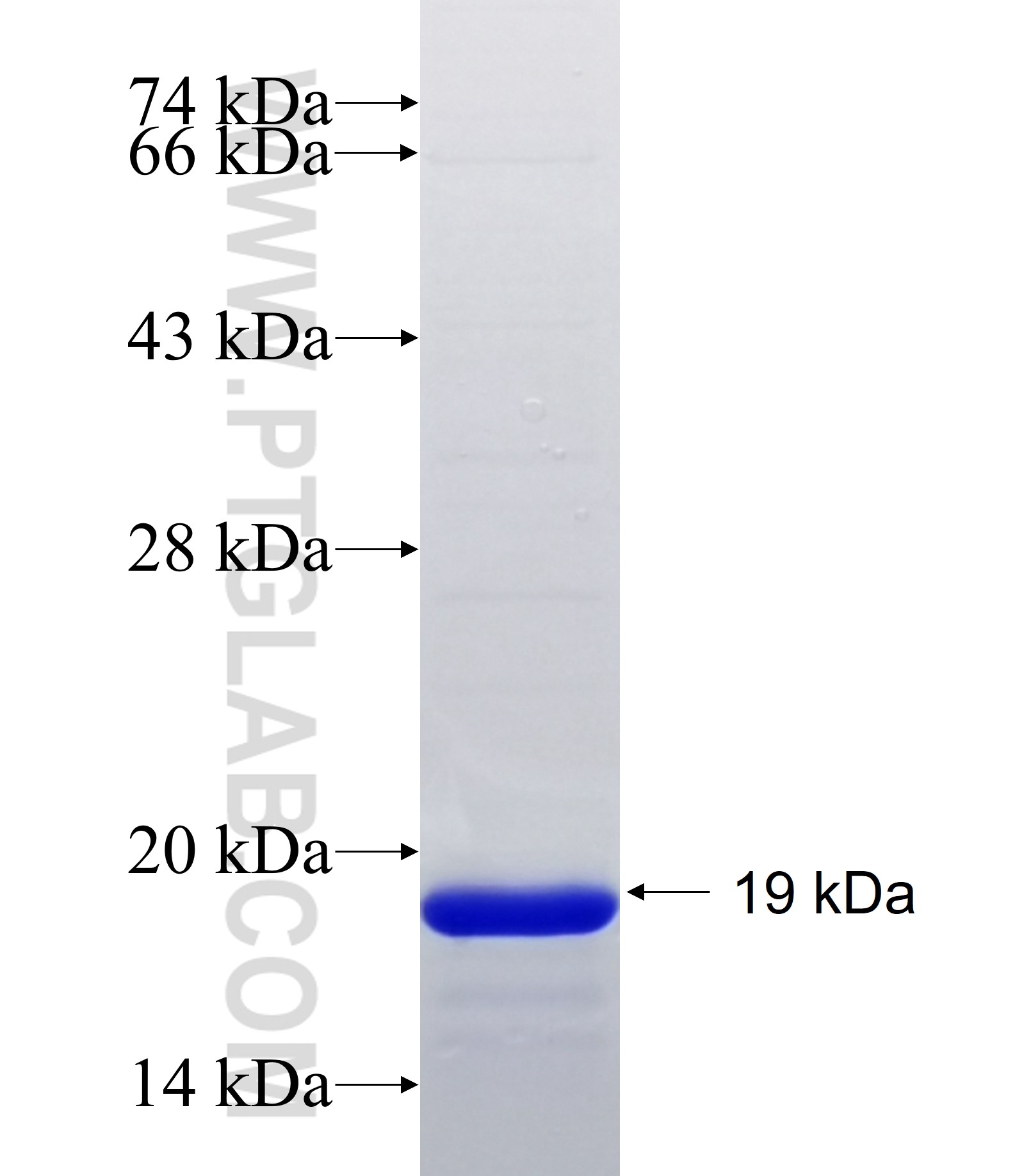 FAM187B fusion protein Ag34459 SDS-PAGE