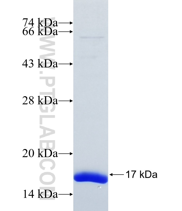 FAM19A2 fusion protein Ag38250 SDS-PAGE