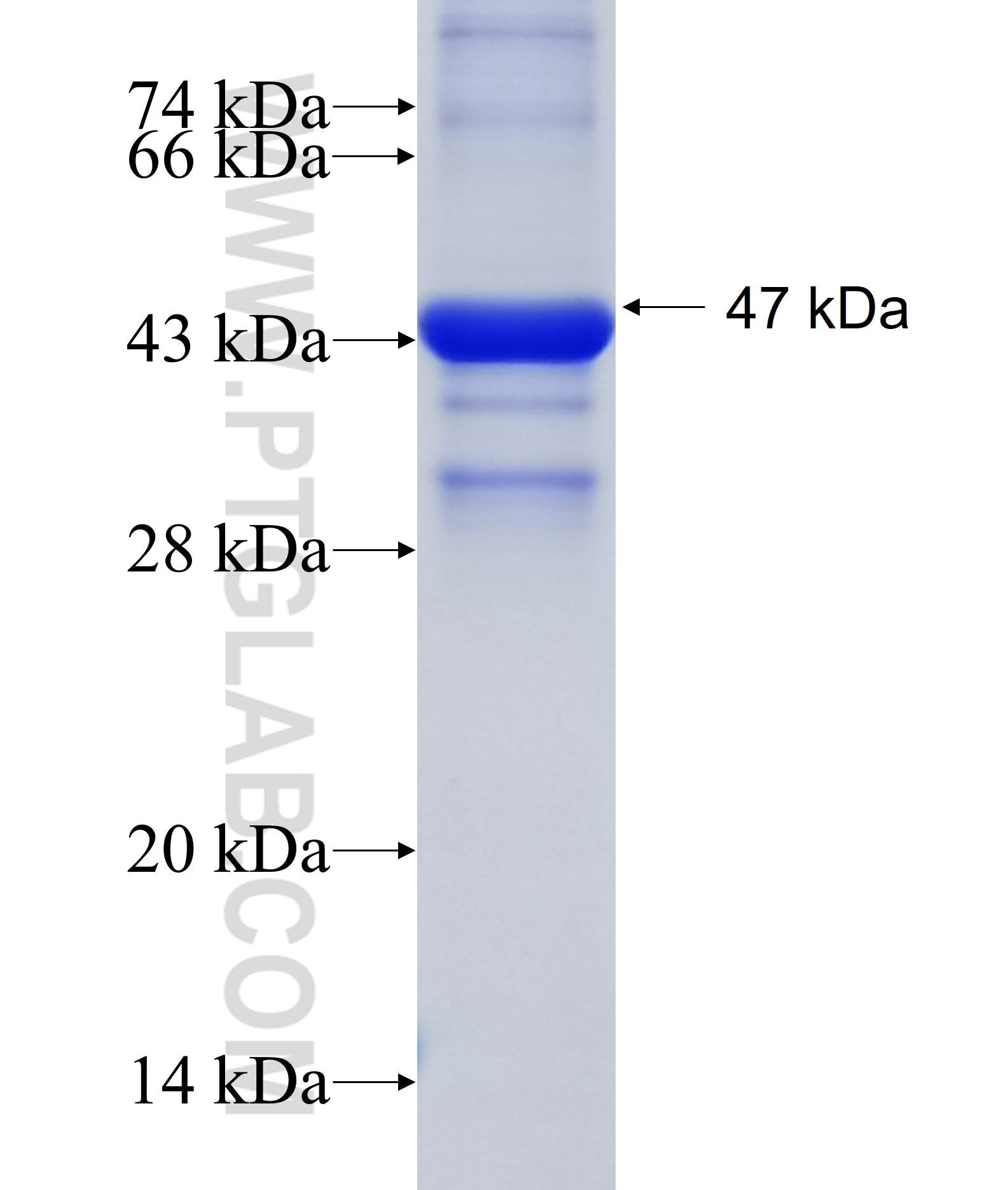 FAM20C fusion protein Ag22061 SDS-PAGE