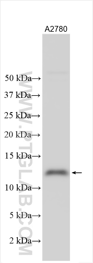 WB analysis using 19570-1-AP