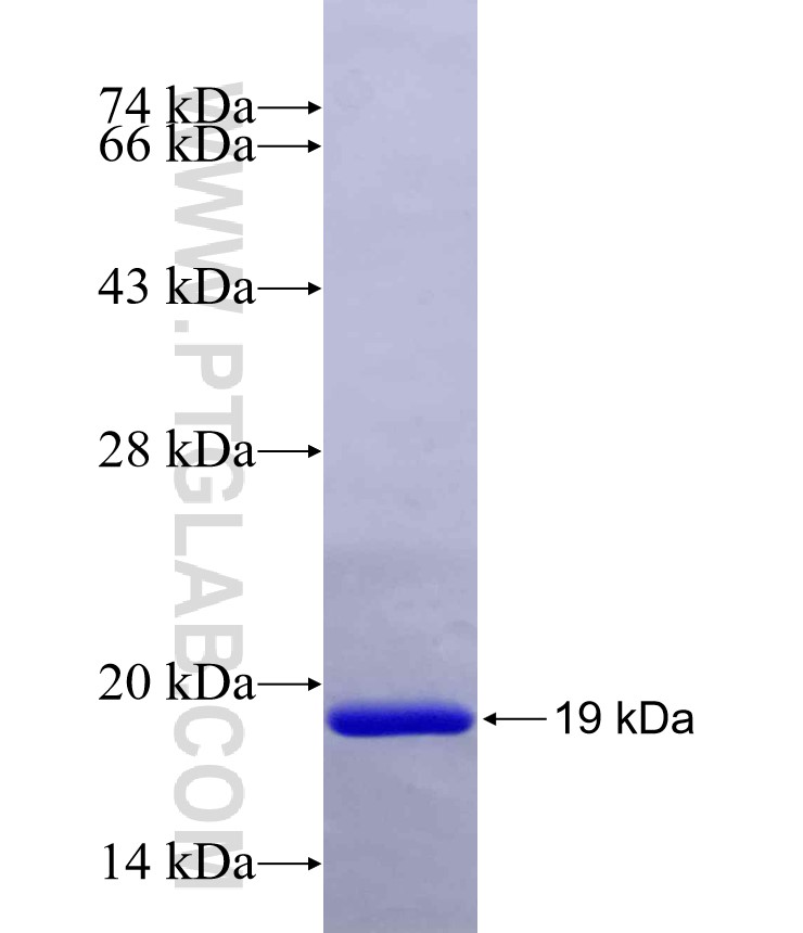 FAM32A fusion protein Ag13797 SDS-PAGE