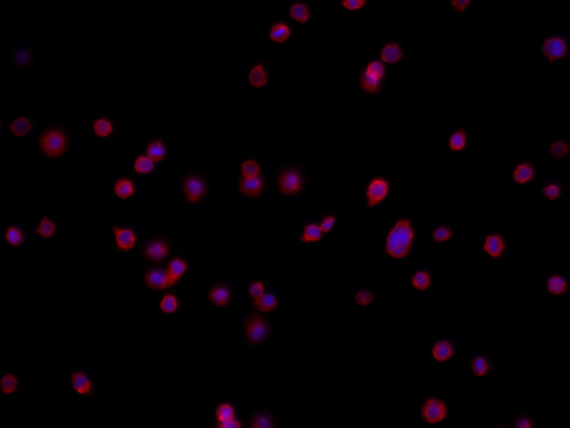 IF Staining of THP-1 using 82625-4-RR (same clone as 82625-4-PBS)