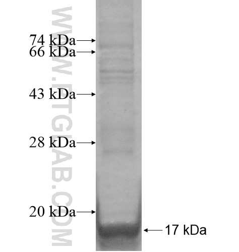 FAM3A fusion protein Ag14876 SDS-PAGE FAM3A fusion protein Ag14876 SDS-PAGE