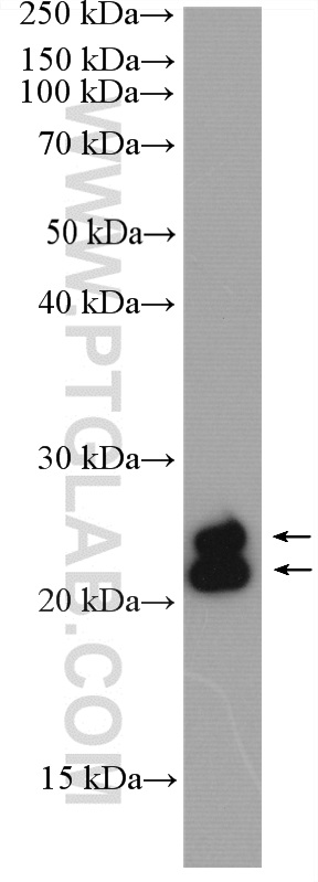 WB analysis of human milk using 27131-1-AP