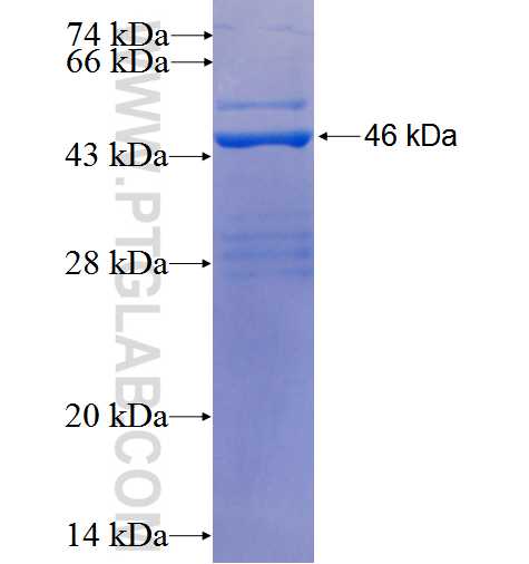 FAM3B fusion protein Ag25955 SDS-PAGE