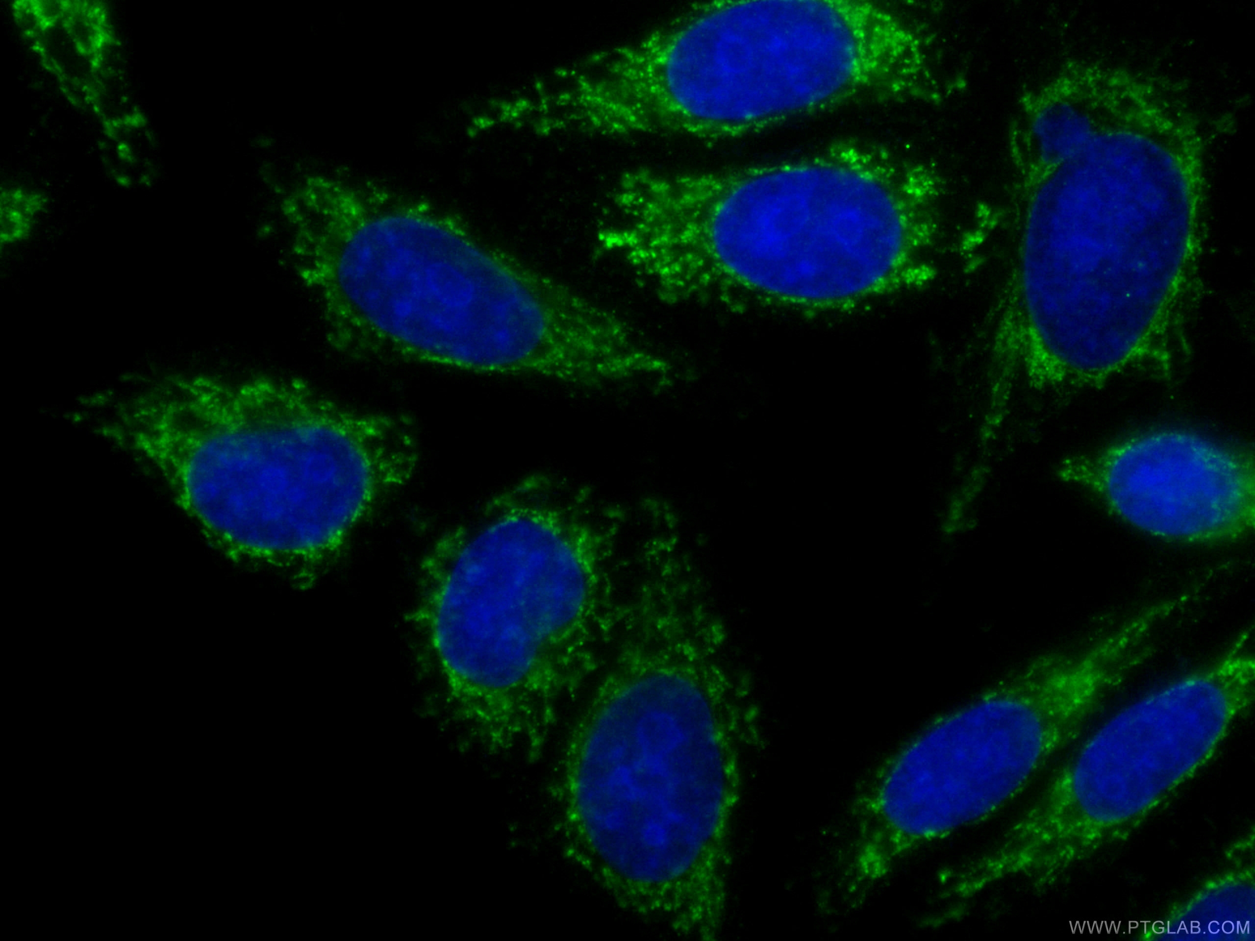 IF Staining of HepG2 using CL488-60282